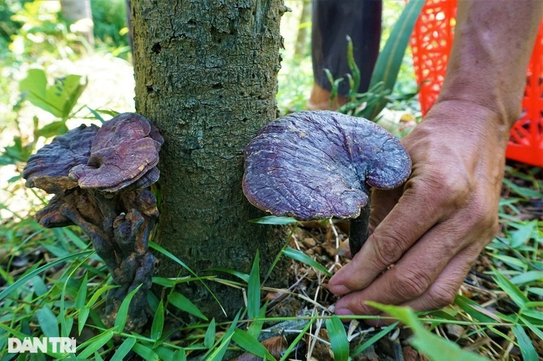 Người về từ cõi chết và khát vọng trồng rừng lấy loài nấm quý - 9