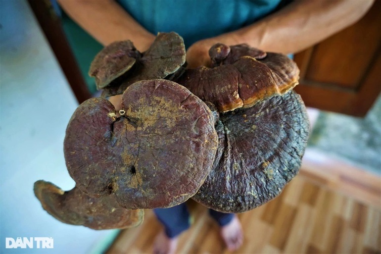 People who came back from the dead and aspired to plant forests for precious mushrooms - 10