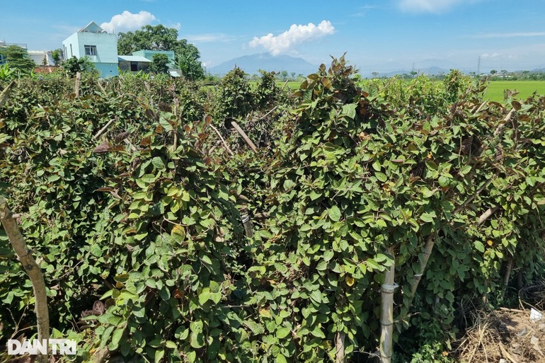 Cả làng rủ nhau trồng cây leo hàng rào, chăm sóc khỏe, bán đắt tiền - 3 Cả làng rủ nhau trồng cây leo hàng rào, chăm sóc khỏe, bán đắt tiền - 3