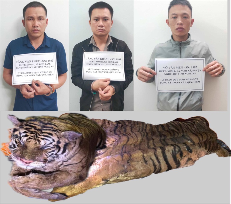 Hổ nặng hơn 200 kg bị bắt từ Nghệ An đưa lên Lai Châu tiêu thụ  - 1