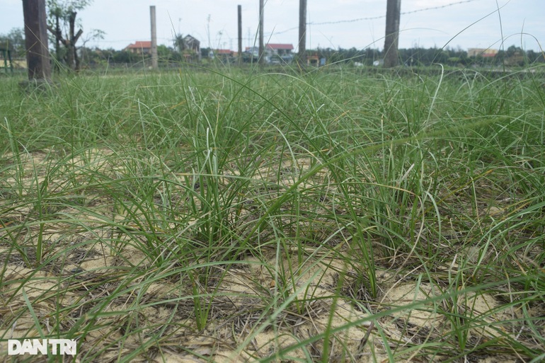 Trồng cỏ dại, người đàn ông khuyết tật khiến cả làng bất ngờ - 3 Trồng cỏ dại, người đàn ông khuyết tật khiến cả làng bất ngờ - 3