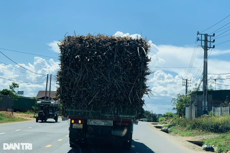 Xử lý loạt xe chở mía quá tải nghênh ngang chạy trên quốc lộ - 1 Xử lý loạt xe chở mía quá tải nghênh ngang chạy trên quốc lộ - 1