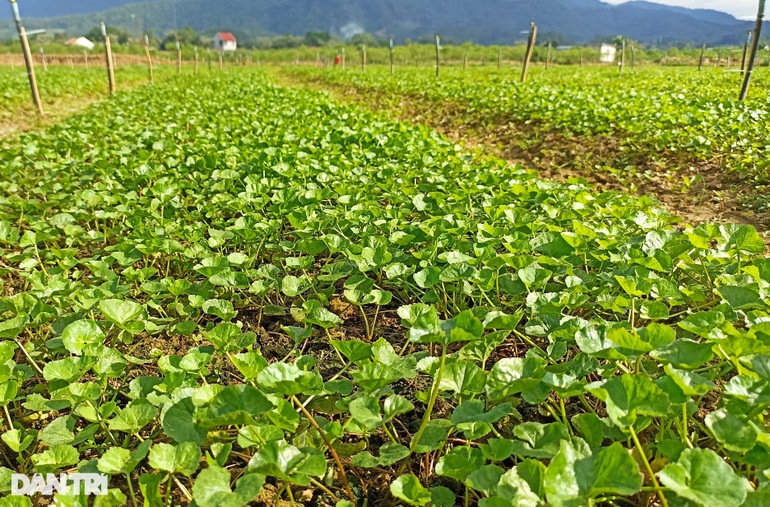 Bí thư Đoàn xã bắt đất cằn đẻ tiền - 3 Bí thư Đoàn xã bắt đất cằn đẻ tiền - 3