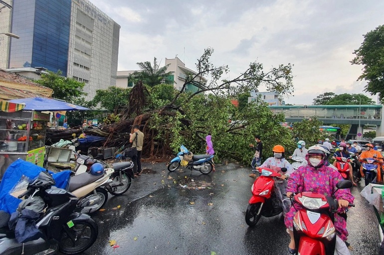 Cây đa lớn bất ngờ bật gốc đè 2 ô tô trước BV Ung Bướu TPHCM - 3 Cây đa lớn bất ngờ bật gốc đè 2 ô tô trước BV Ung Bướu TPHCM - 3