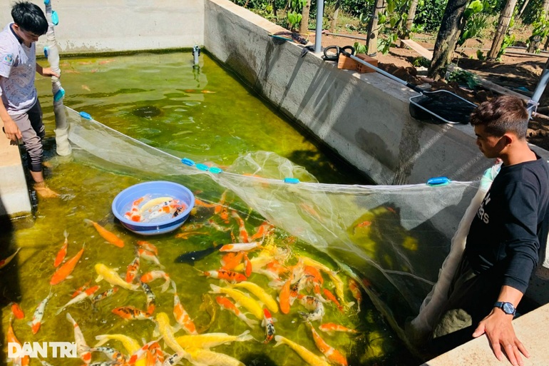 Thợ sửa xe bị bỏng xăng đổi đời nhờ nuôi cá Koi - 4 Thợ sửa xe bị bỏng xăng đổi đời nhờ nuôi cá Koi - 4