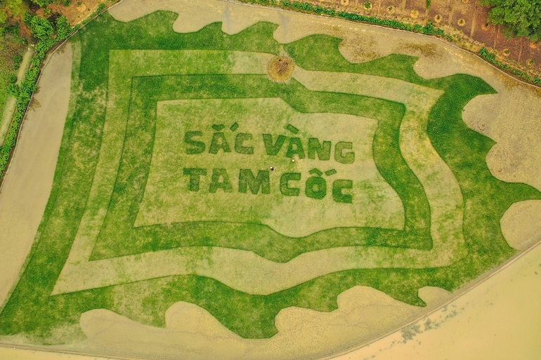 Trầm trồ cánh đồng lúa hình lá cờ hội "khổng lồ" đẹp như tranh ở Tam Cốc |  Báo Dân trí