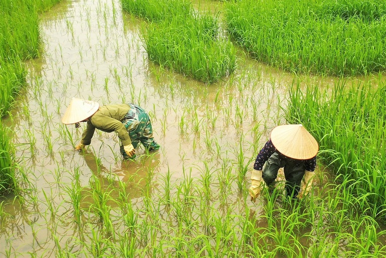 Trầm trồ cánh đồng lúa hình lá cờ hội khổng lồ đẹp như tranh ở Tam Cốc - 6