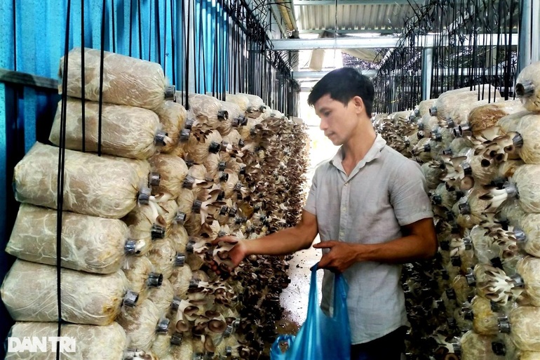Quitting a high-paying job abroad, 8X returns to his hometown to grow mushrooms to collect billions - 5
