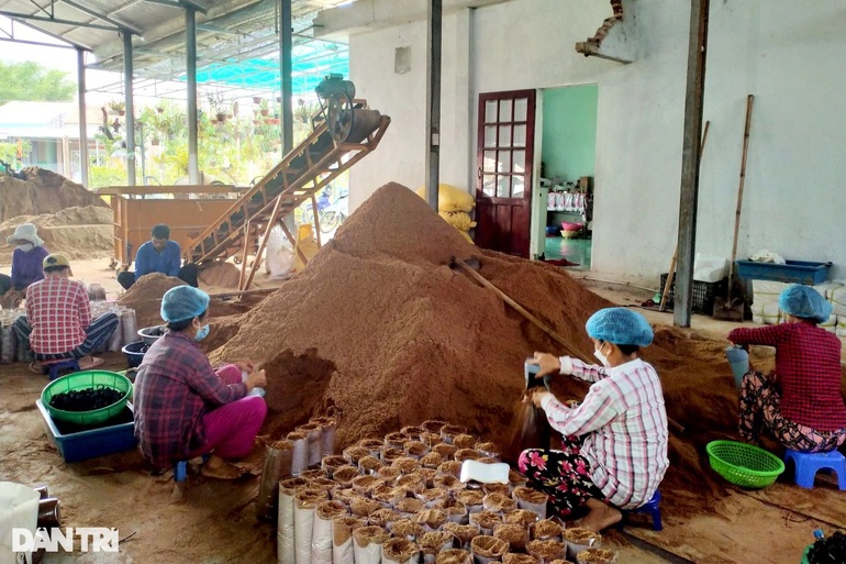 Quitting a high-paying job abroad, 8X returns to his hometown to grow mushrooms to collect billions - 7