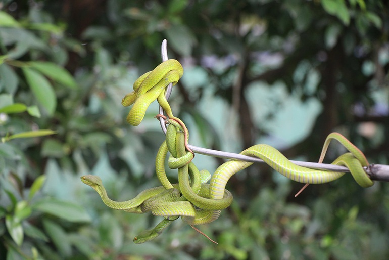 Thousands of snakes densely wrapped in trees in the West - 6