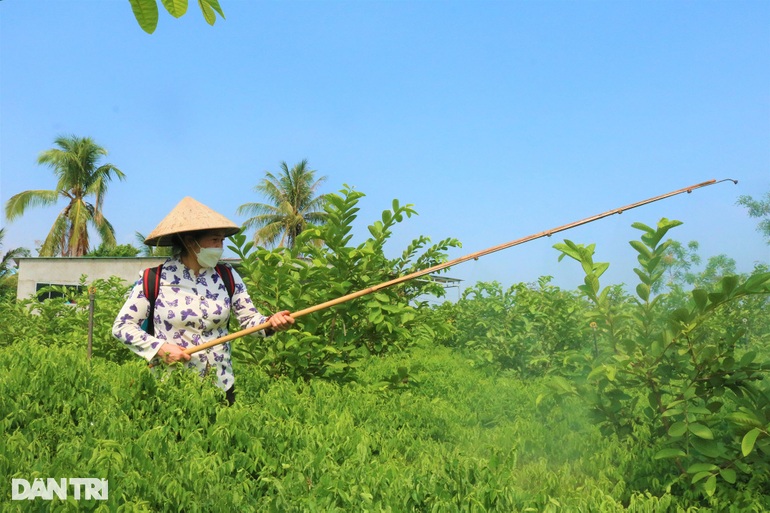 Nữ nông dân U60 tăng thu nhập nhờ... phân cá bón cây