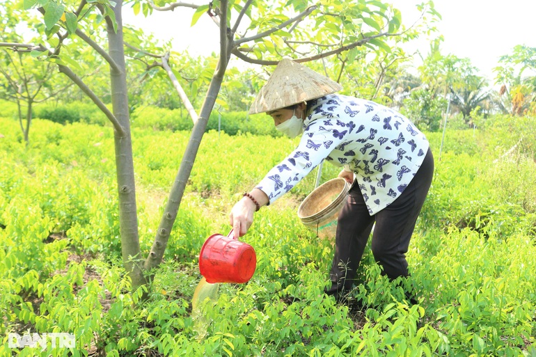 Nữ nông dân U60 tăng thu nhập nhờ... phân cá bón cây