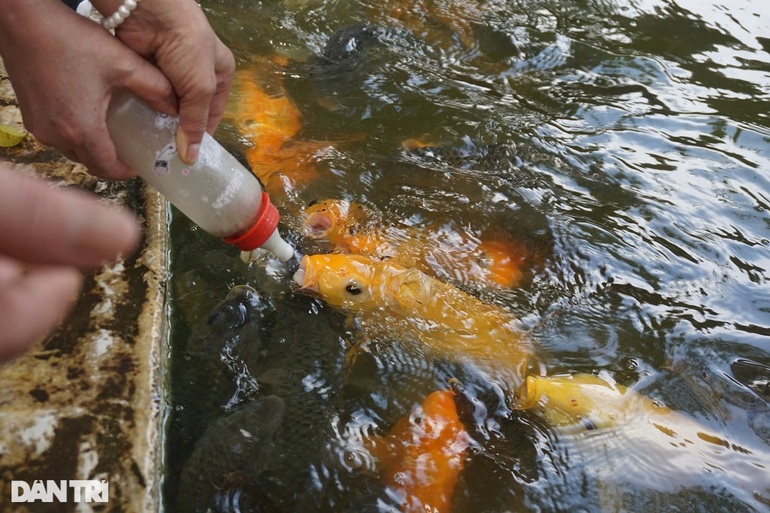 Độc đáo hàng nghìn con cá biết bú bình sữa, cho người vuốt ve (+video) Dsc09097-1649573967655