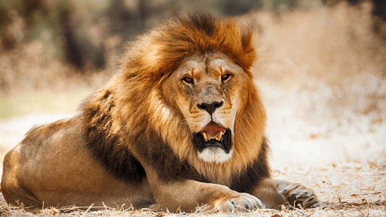 1001 thắc mắc Những sự thật gây sốc về loài sư tử mà bạn không ngờ tới