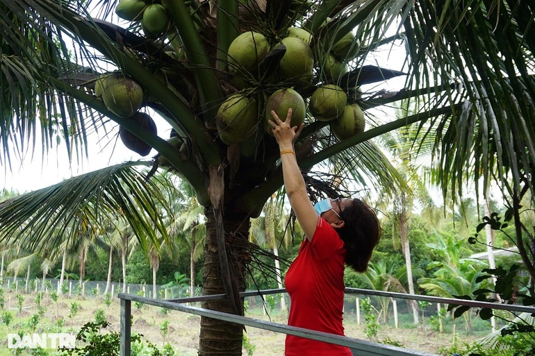 The old farmer invested billions of dong to climb to the top of the coconut tree for customers to pick fruit - 2