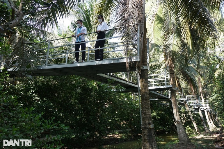 The old farmer invested billions of dong to climb the ladder to the top of the coconut tree for customers to pick fruit - 4