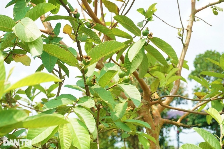 Trồng giống ổi siêu ngon, bắt đất cằn nhả tiền rủng rỉnh quanh năm - 5 Trồng giống ổi siêu ngon, bắt đất cằn nhả tiền rủng rỉnh quanh năm - 5