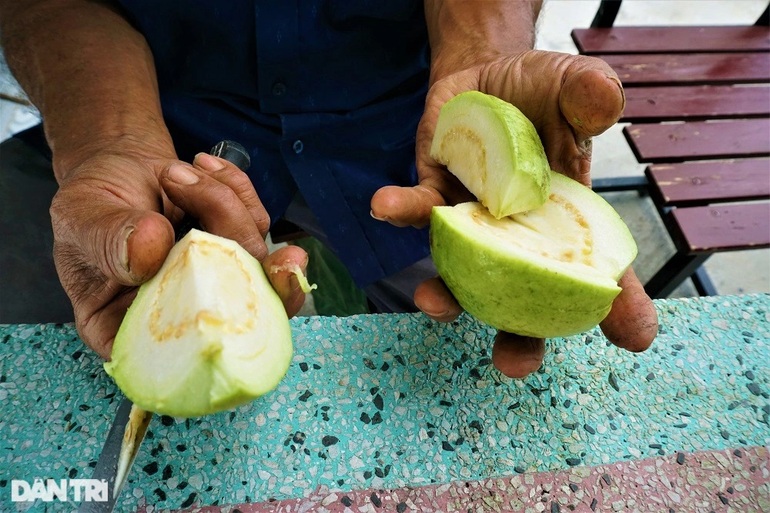 Trồng giống ổi siêu ngon, bắt đất cằn nhả tiền rủng rỉnh quanh năm - 7 Trồng giống ổi siêu ngon, bắt đất cằn nhả tiền rủng rỉnh quanh năm - 7