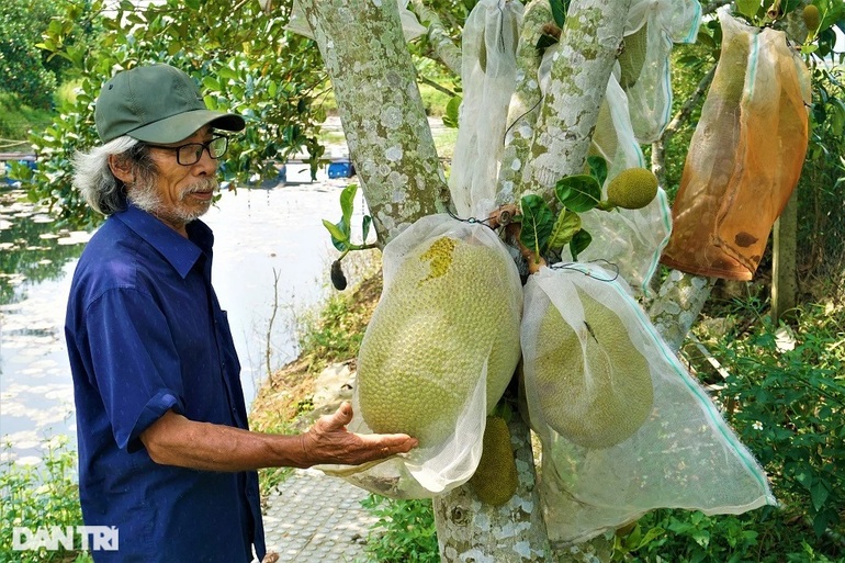 Trồng giống ổi siêu ngon, bắt đất cằn nhả tiền rủng rỉnh quanh năm - 9 Trồng giống ổi siêu ngon, bắt đất cằn nhả tiền rủng rỉnh quanh năm - 9