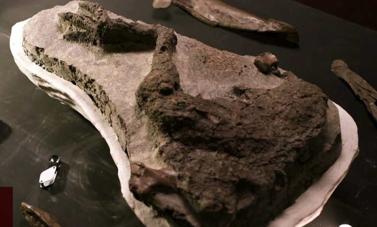 Hóa thạch khủng long chết vào ngày tiểu hành tinh va chạm với Trái Đất - 2