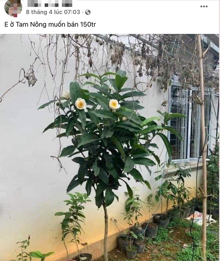 Dân chơi phát sốt bạch hải đường, chuyên gia nói cây đó rất bình thường - 1 Dân chơi phát sốt bạch hải đường, chuyên gia nói cây đó rất bình thường - 1