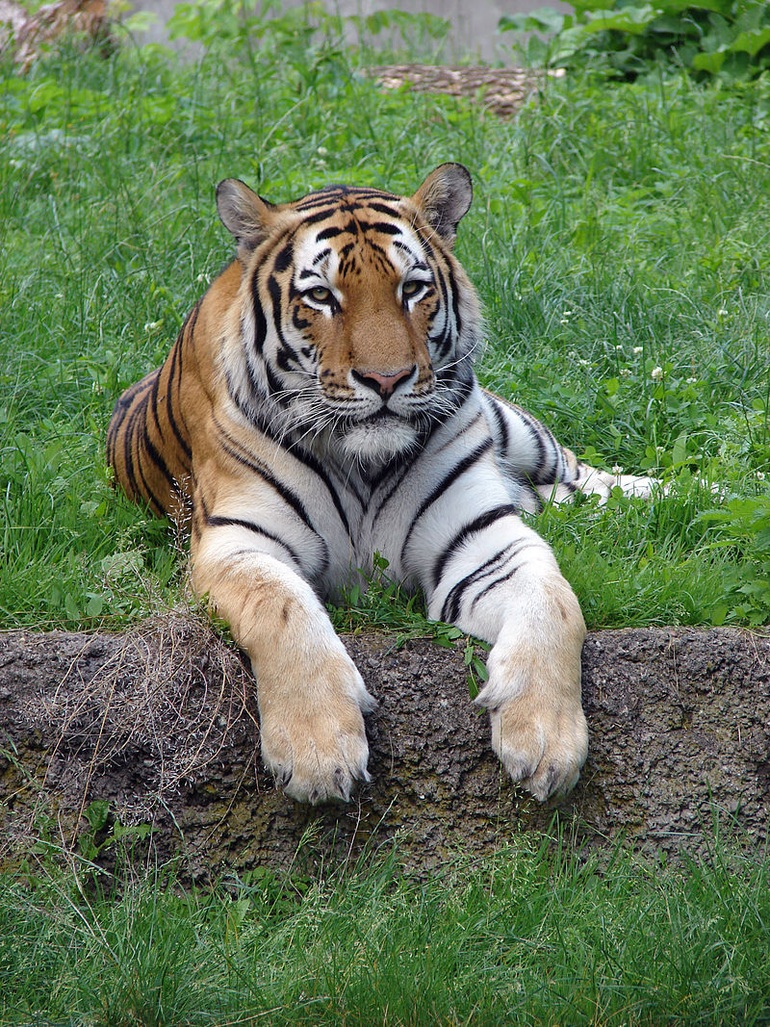 Thú vị nguồn gốc của hổ - loài vật mệnh danh 