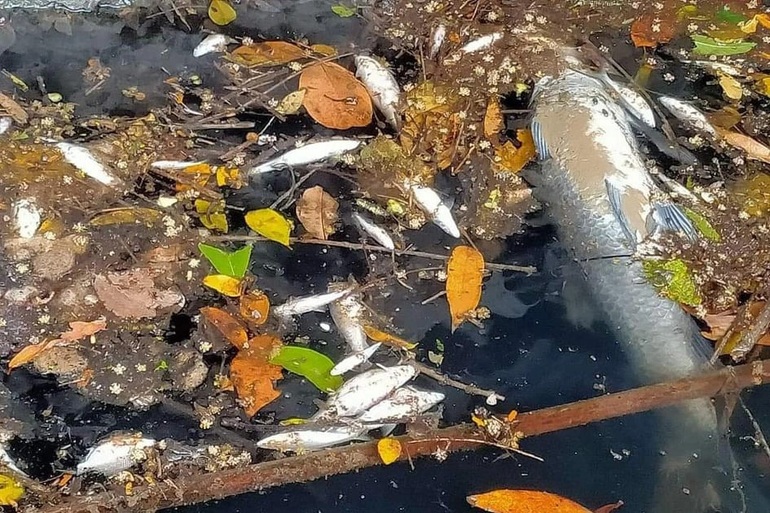 Hãi cảnh cá chết la liệt trên dòng sông đen kịt nước thải nhà máy gỗ  - 1