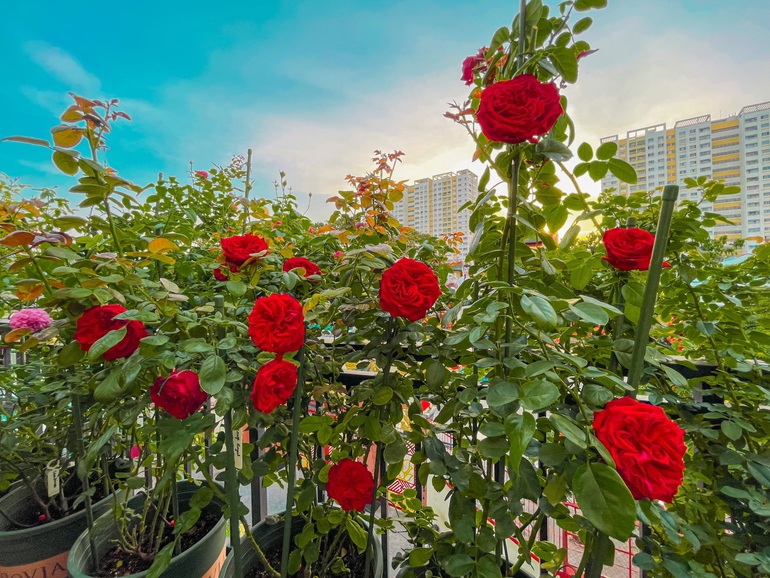 Vườn hồng ngoại của chàng trai Sài Gòn nghiện mùi hoa buổi sáng - 8 Vườn hồng ngoại của chàng trai Sài Gòn nghiện mùi hoa buổi sáng - 8