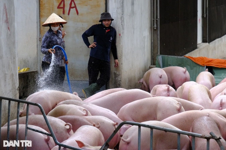 Đoàn kiểm tra an toàn thực phẩm nhiều lần bị sỉ nhục, ném thịt heo vào mặt - 1