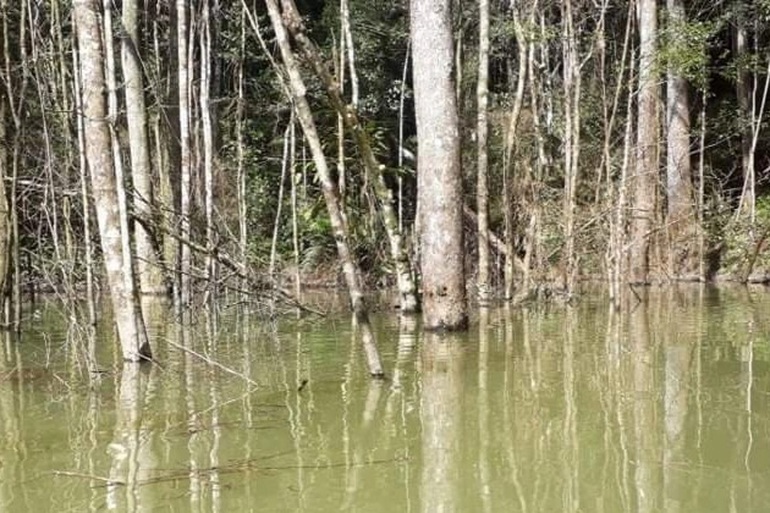 Điều tra việc thủy điện tích nước lòng hồ làm chết hơn 25 ha rừng - 1
