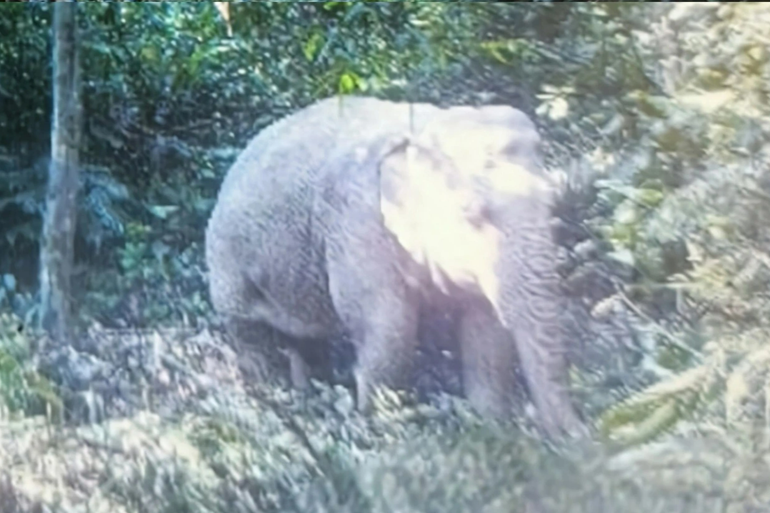 Elephant herds in Vietnam reduced by thousands of individuals - 1