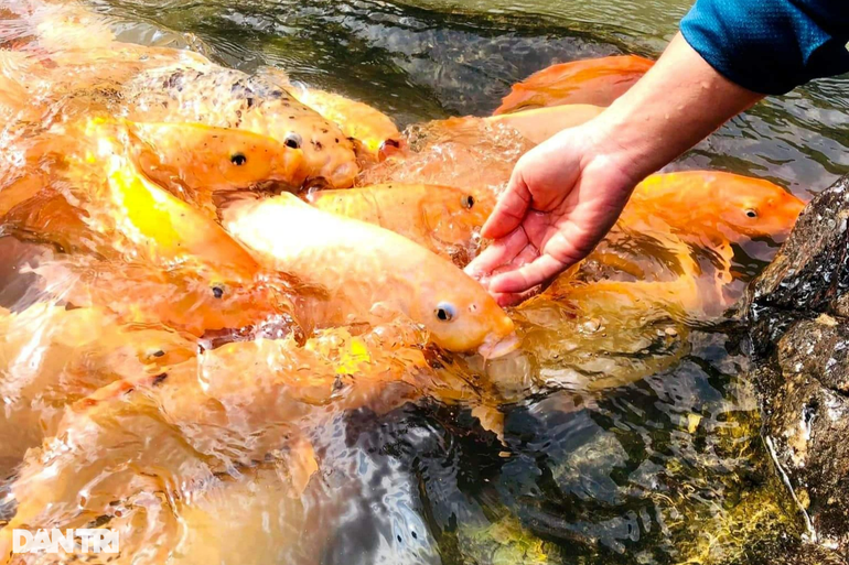 Chiêm ngưỡng dòng suối cá vàng độc đáo ở miền Tây xứ Nghệ - 11