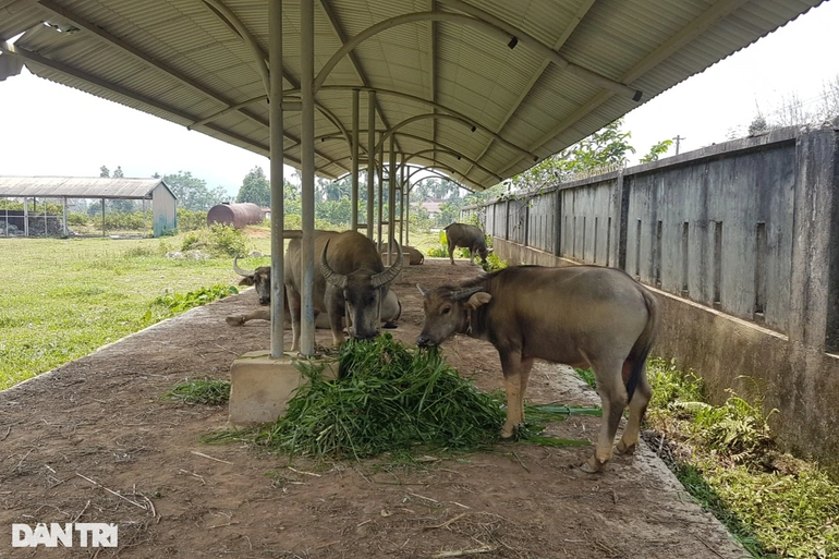 Dự án nhà máy xi măng nghìn tỷ biến thành nơi... thả trâu - 2 Dự án nhà máy xi măng nghìn tỷ biến thành nơi... thả trâu - 2