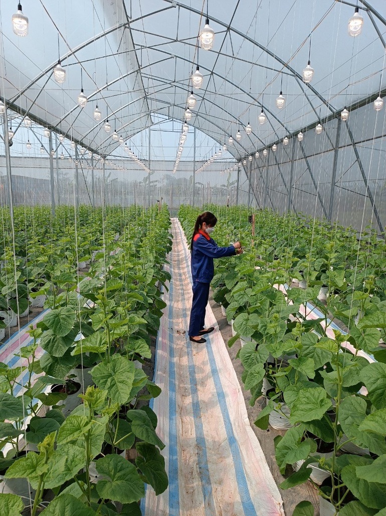 Rạng Đông ra mắt giải pháp chiếu sáng nông nghiệp công nghệ cao - Smart Farm - 4