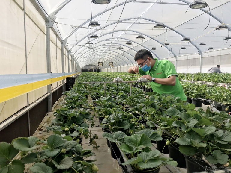Rạng Đông ra mắt giải pháp chiếu sáng nông nghiệp công nghệ cao - Smart Farm - 5