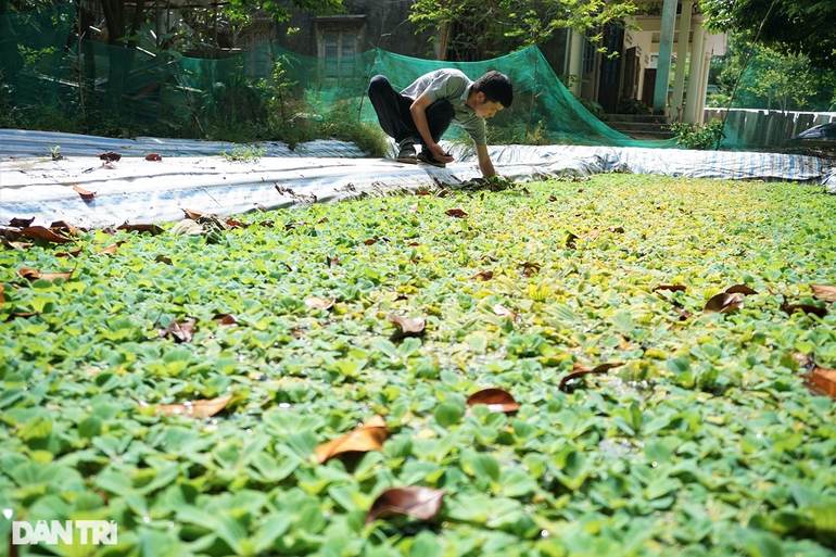 Kỹ sư thông tin nuôi vàng đen, cho ăn đồ rẻ lại đẻ ra tiền - 5