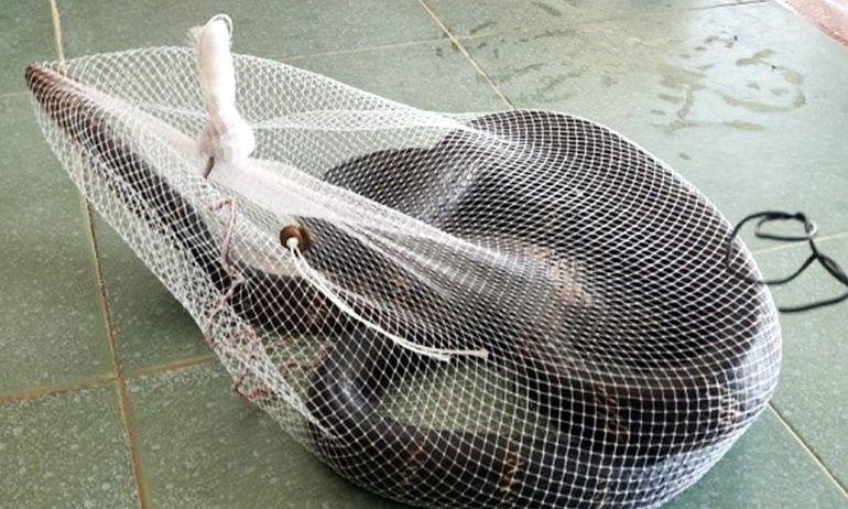 King cobra more than 3 meters long crawls into school - 1