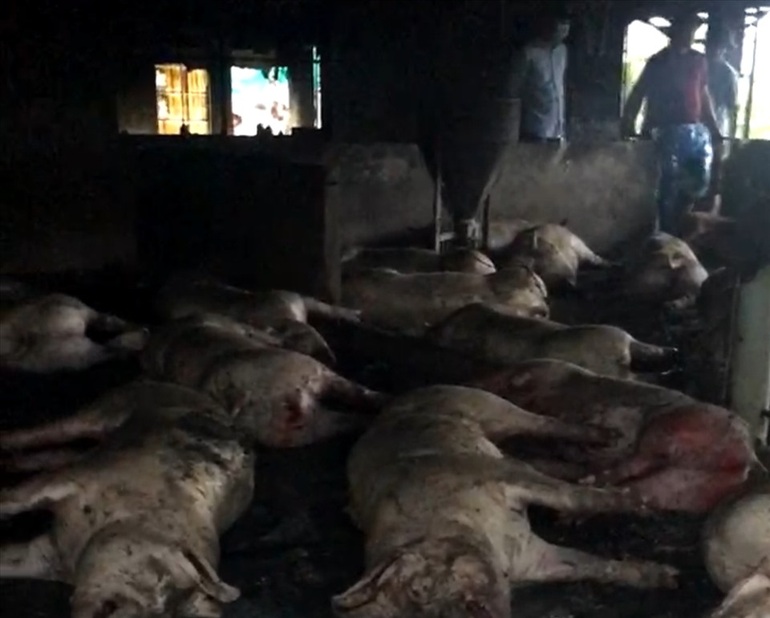Chủ trang trại kể về ngày đen tối đàn lợn hàng trăm con bị sét đánh chết - 4