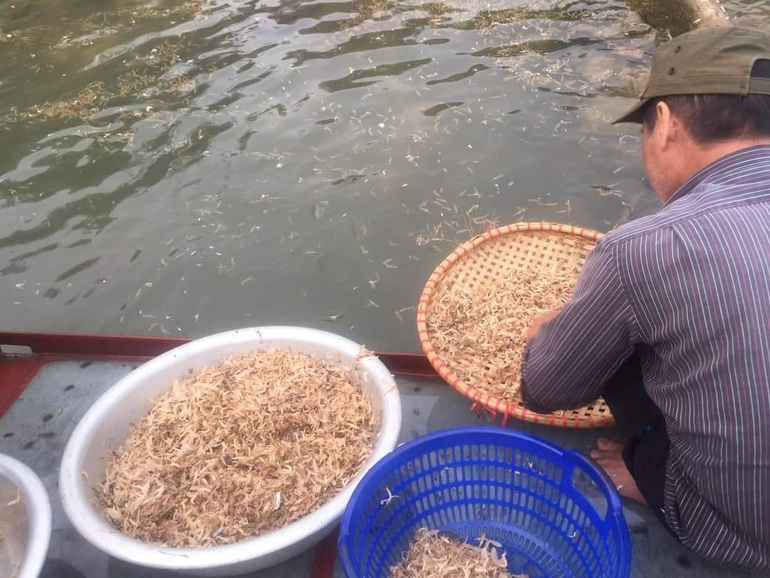 Lạ lùng côn trùng chỉ sống vài giờ, lên bàn nhậu thành đặc sản ở Hà Nội - 1