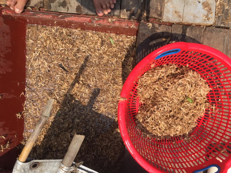 Strangely, insects only live for a few hours, making them a specialty in Hanoi - 3