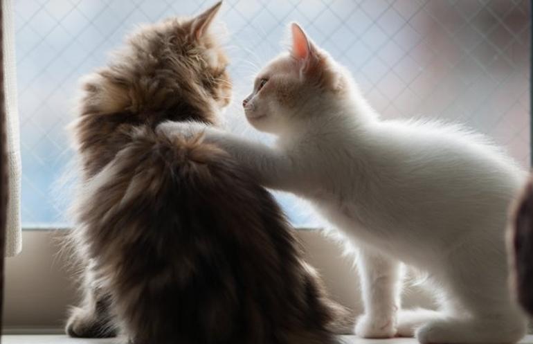 Khám phá mới: Mèo có khả năng nghe lén giống con người - 1