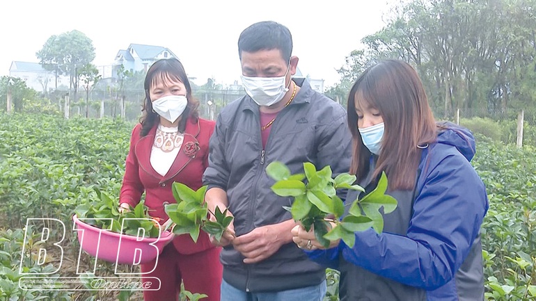 Mộc hương là cây gì mà hoa tuôn như suối, thơm khắp làng, bán thu tiền tỷ