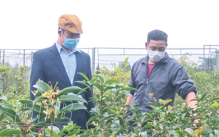 Mộc hương là cây gì mà hoa tuôn như suối, thơm khắp làng, bán thu tiền tỷ