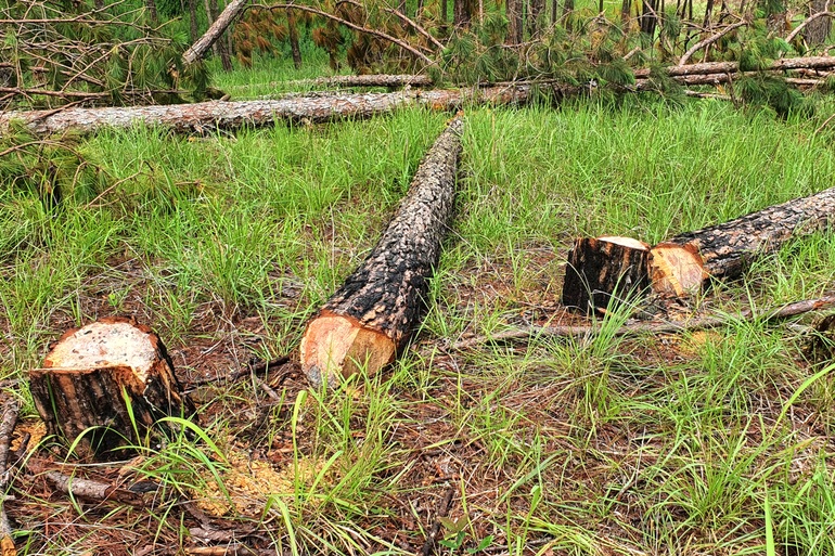 Khoảnh rừng 400 cây thông ở Đà Lạt bị đốn hạ - 1