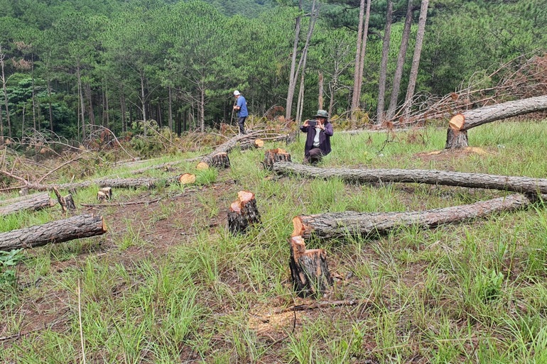 Khoảnh rừng 400 cây thông ở Đà Lạt bị đốn hạ - 2
