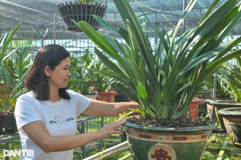 Bỏ nghề giáo về trồng lan rừng, thu lãi tiền tỷ mỗi năm