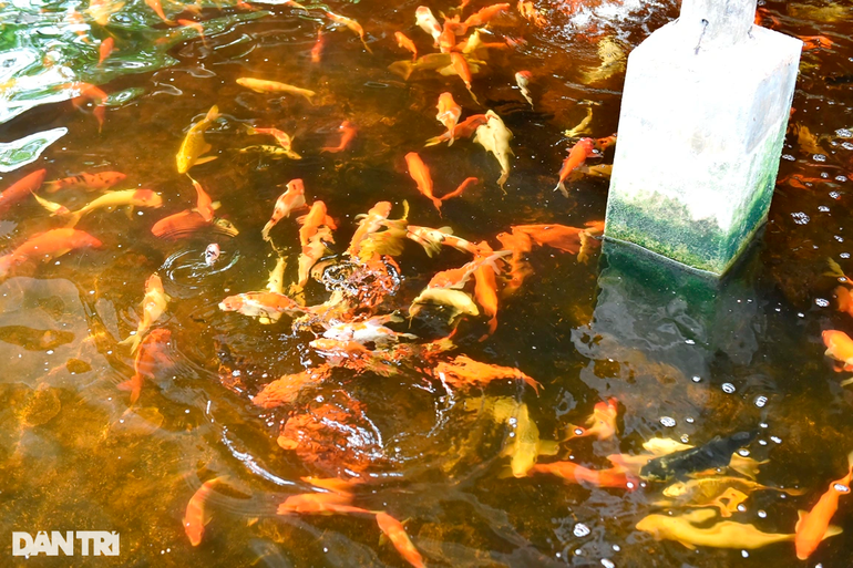 Từ món quà con rể tặng, lão nông thử nghiệm mô hình mới hốt bạc triệu