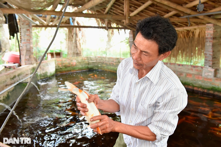 Từ món quà con rể tặng, lão nông thử nghiệm mô hình mới hốt bạc triệu