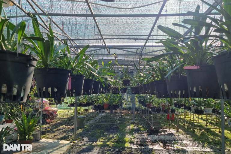 Đèn quang hợp cây hoa lan Green Smart Light trồng trong nhà hay nhà kính   Minigarden Việt Nam