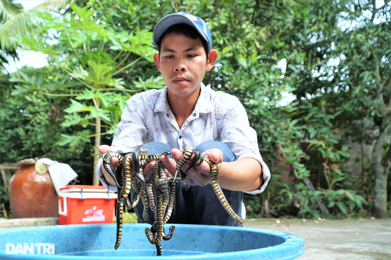 Chàng thợ hồ kiếm trăm triệu đồng mỗi năm với 8m2 bể nuôi nhung nhúc rắn - 4